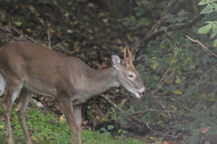 Odocoileus virginianus