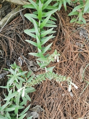 Lithospermum trinervium