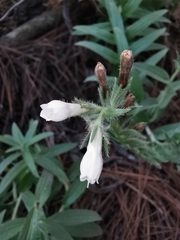 Lithospermum trinervium