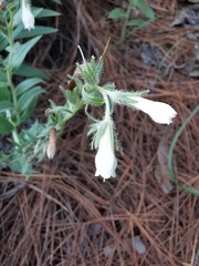 Lithospermum trinervium