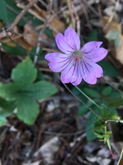 Geranium nodosum