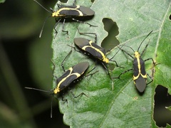 Hypselonotus linea