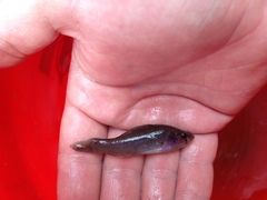Aphredoderus sayanus