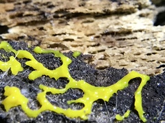 Physarum polycephalum