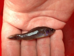 Aphredoderus sayanus