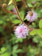 Mimosa albida