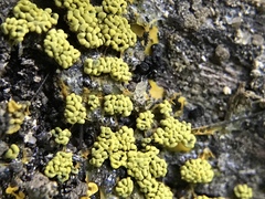 Physarum polycephalum