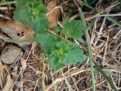 Lamium amplexicaule