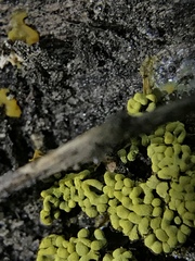Physarum polycephalum