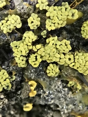 Physarum polycephalum