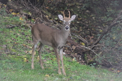 Odocoileus virginianus