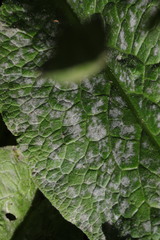 Golovinomyces cynoglossi