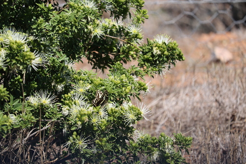 Image of Maerua afra by no rights reserved