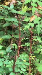 Rubus phoenicolasius