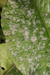 Golovinomyces cynoglossi