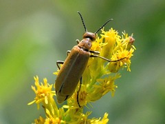 Epicauta callosa
