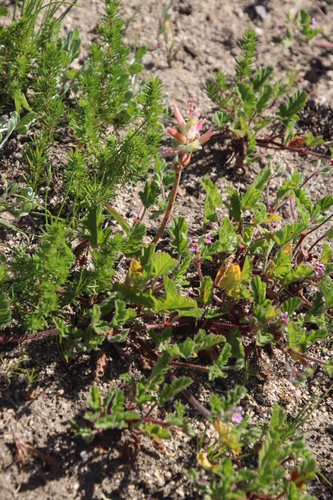 Image of Lachenalia capensis by (c) Tony Rebelo, some rights reserved (CC BY-SA)