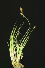 Carex straminiformis