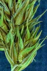 Carex straminiformis