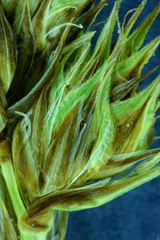 Carex straminiformis