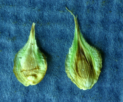 Carex straminiformis