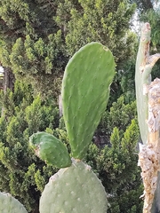Opuntia ficus-indica
