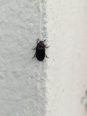 Dermestes undulatus