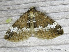 Perizoma alchemillata