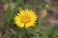 Grindelia subdecurrens