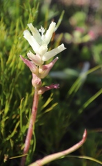 Lachenalia capensis