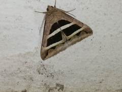 Grammodes bifasciata