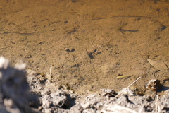 Callichthyidae