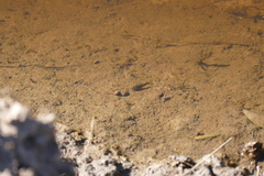 Callichthyidae