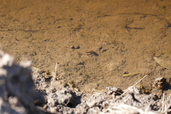 Callichthyidae