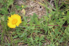 Grindelia subdecurrens