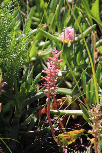 Image of Lachenalia capensis by (c) Tony Rebelo, some rights reserved (CC BY-SA)