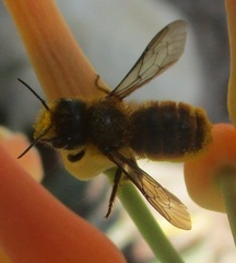 Osmia azteca