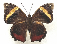 Opsiphanes quiteria image
