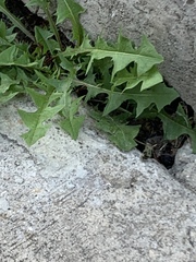 Taraxacum officinale