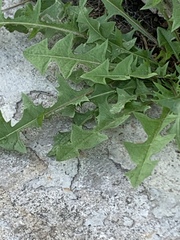 Taraxacum officinale