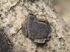Biscogniauxia capnodes