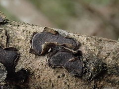 Biscogniauxia capnodes