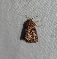 Callopistria granitosa