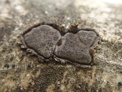 Biscogniauxia capnodes