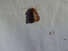 Callopistria granitosa