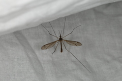 Tipula lateralis