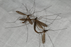 Tipula lateralis