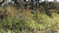 Schizachyrium stoloniferum