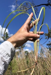 Schizachyrium stoloniferum