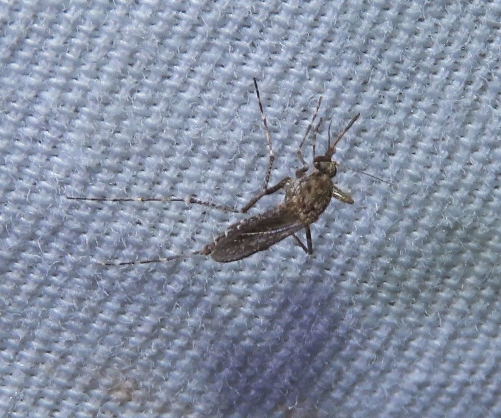 Dark Rice Field Mosquito